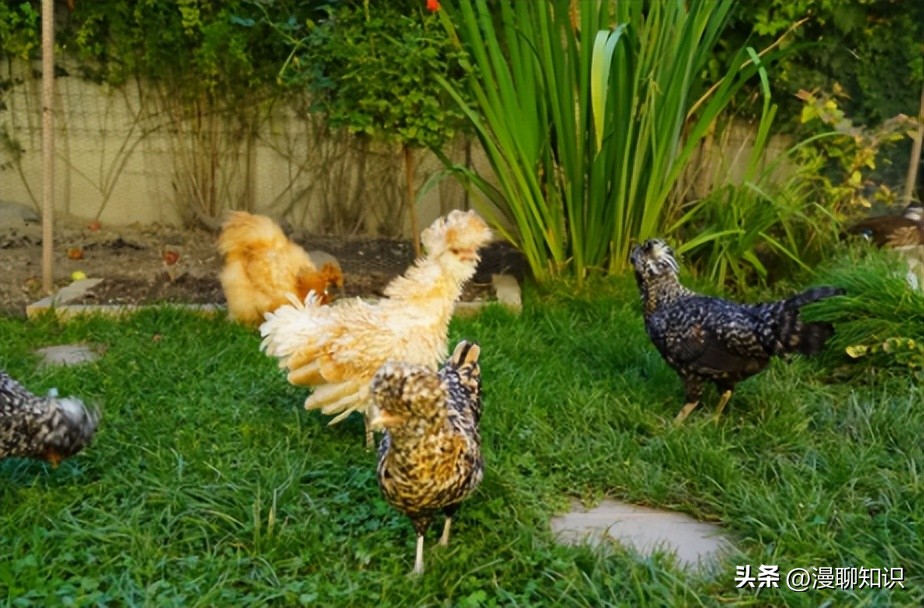 鸡沙门菌能引起鸡白痢吗,鸡白痢沙门氏菌病的研究进展