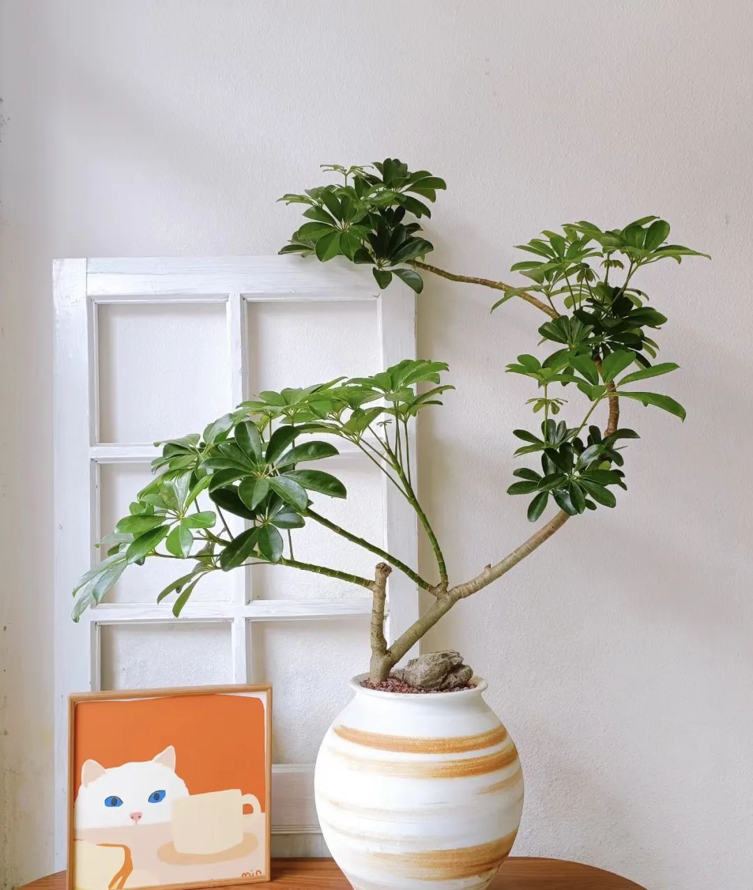 富贵花的摆放位置图片,客厅里面养什么花不需要见阳光