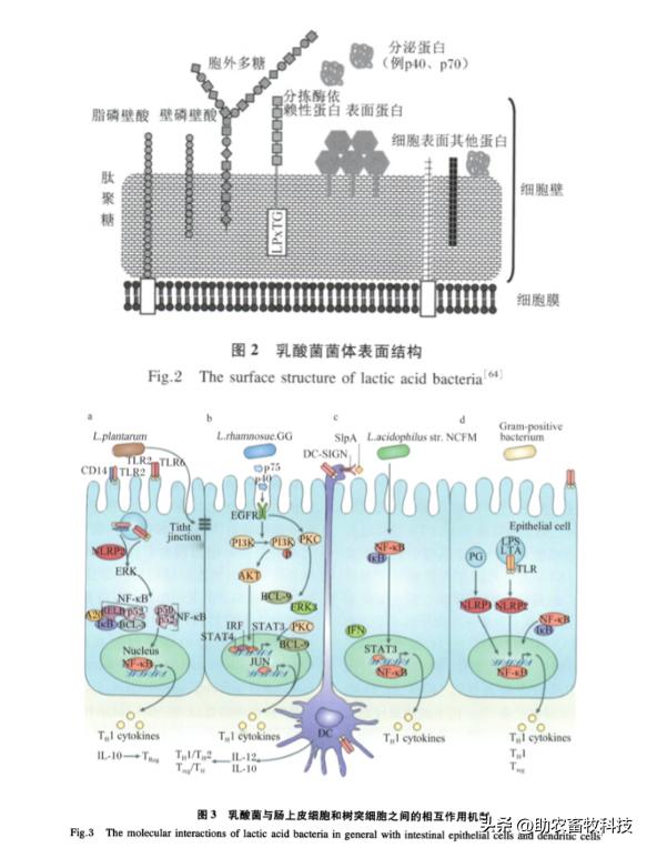 乳酸菌在猪饲料中作用,乳酸菌对肠道有什么功效