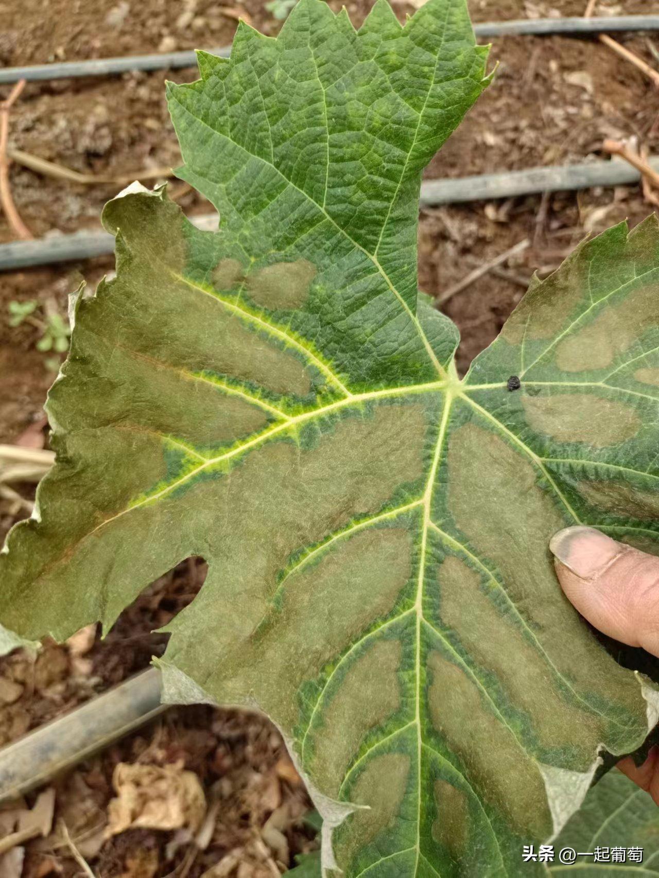 隔壁老王种植技术视频,隔壁老王种的花