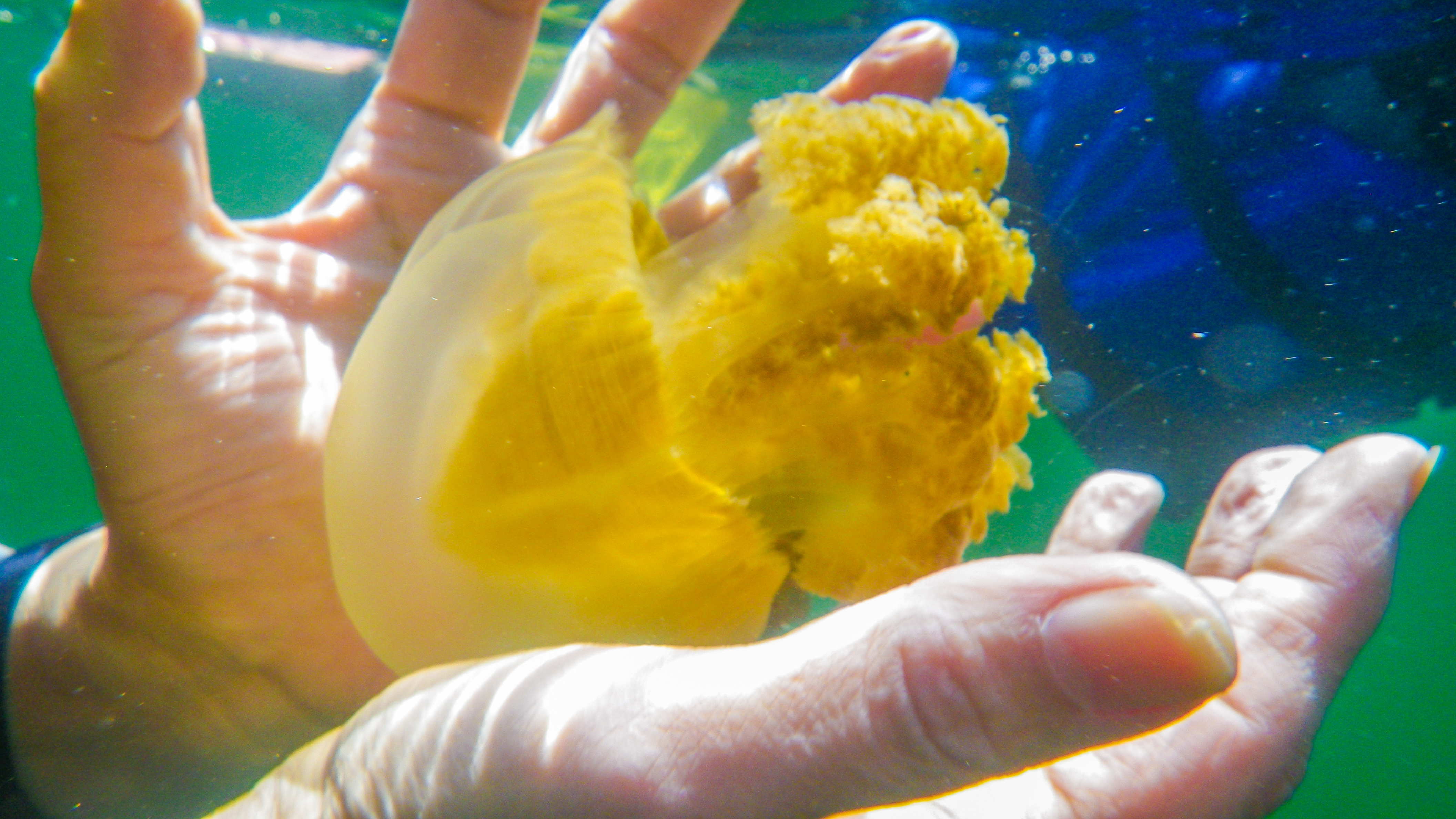 上帝的水族箱,上帝的鱼缸马尔代夫