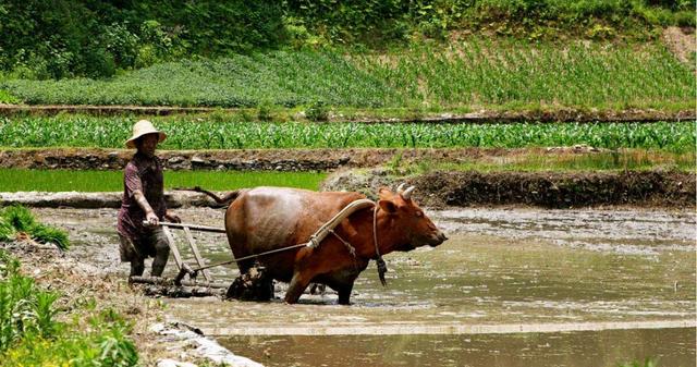 马肉为什么不像牛羊肉一样,马肉好吃为什么不常见
