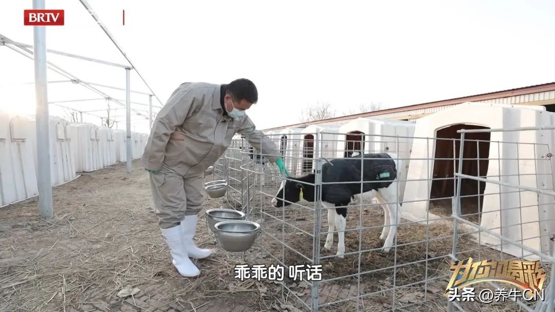北京卫视｜奶牛育种届的“牛爸爸”麻柱