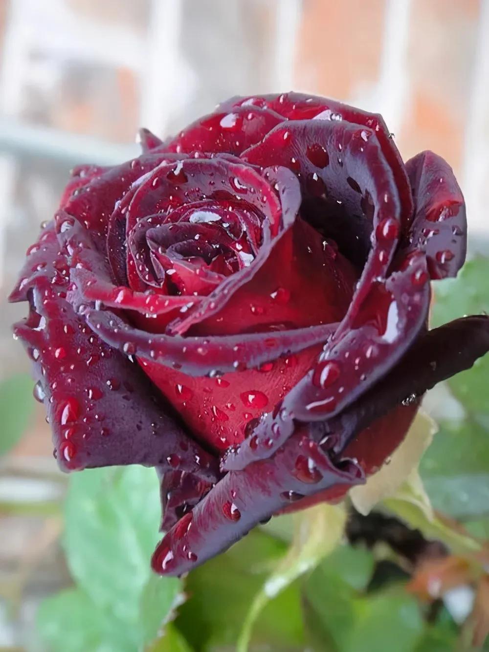 玫瑰花绝美头像,绝美玫瑰花图片