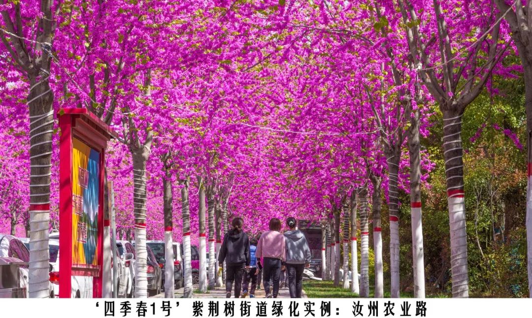 四季紫荆树新品种,四季春一号紫荆树施工方法