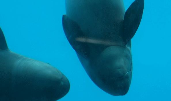 长江十年禁渔江豚动画,长江禁渔十年是为了江豚吗