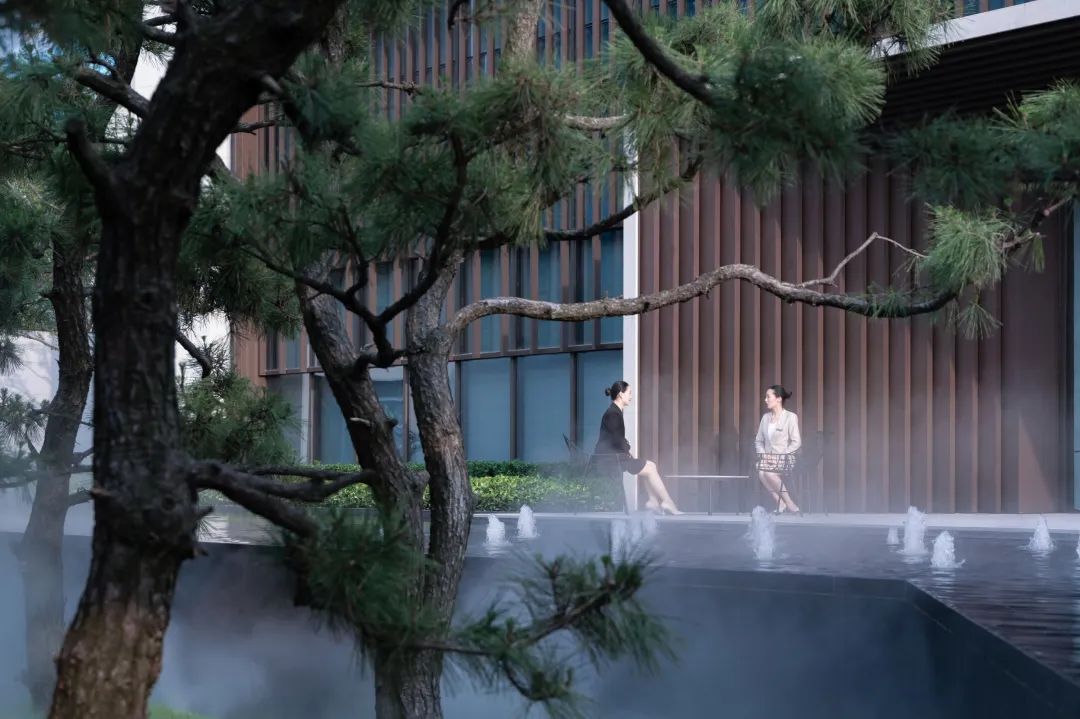 松树的文化内涵和精神品质,松树给人什么样的美感