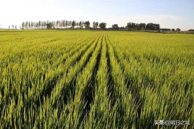 天下粮仓疫情防控片段,天下第一大粮仓榆树