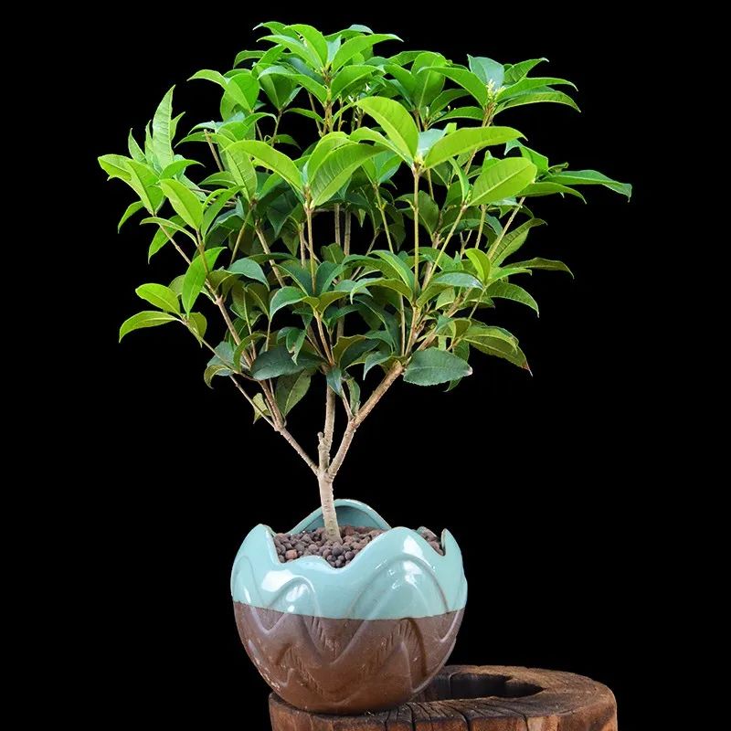 北方院子种桂花树怎么养才长得好,北方养桂花树怎么养护