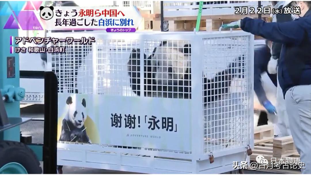 旅日大熊猫回国日本人反应,四只旅日大熊猫陆续归国
