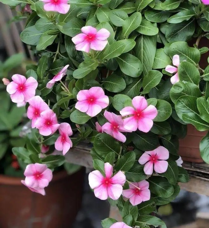 专为懒人养的5种花开花不断,4种不用花钱买的盆栽