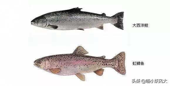 中国拿到多少马哈鱼捕捞权 (珲春放流大马哈鱼)