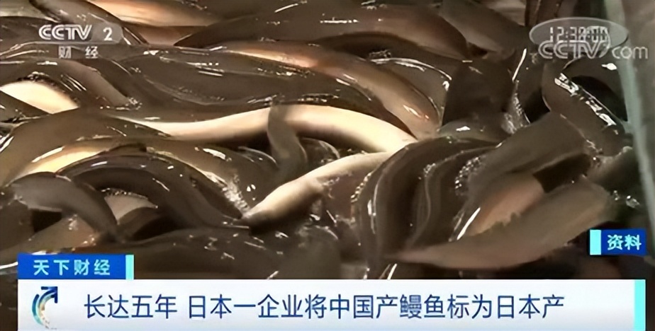 高启强,在“京海”卖鱼真的可以发家!