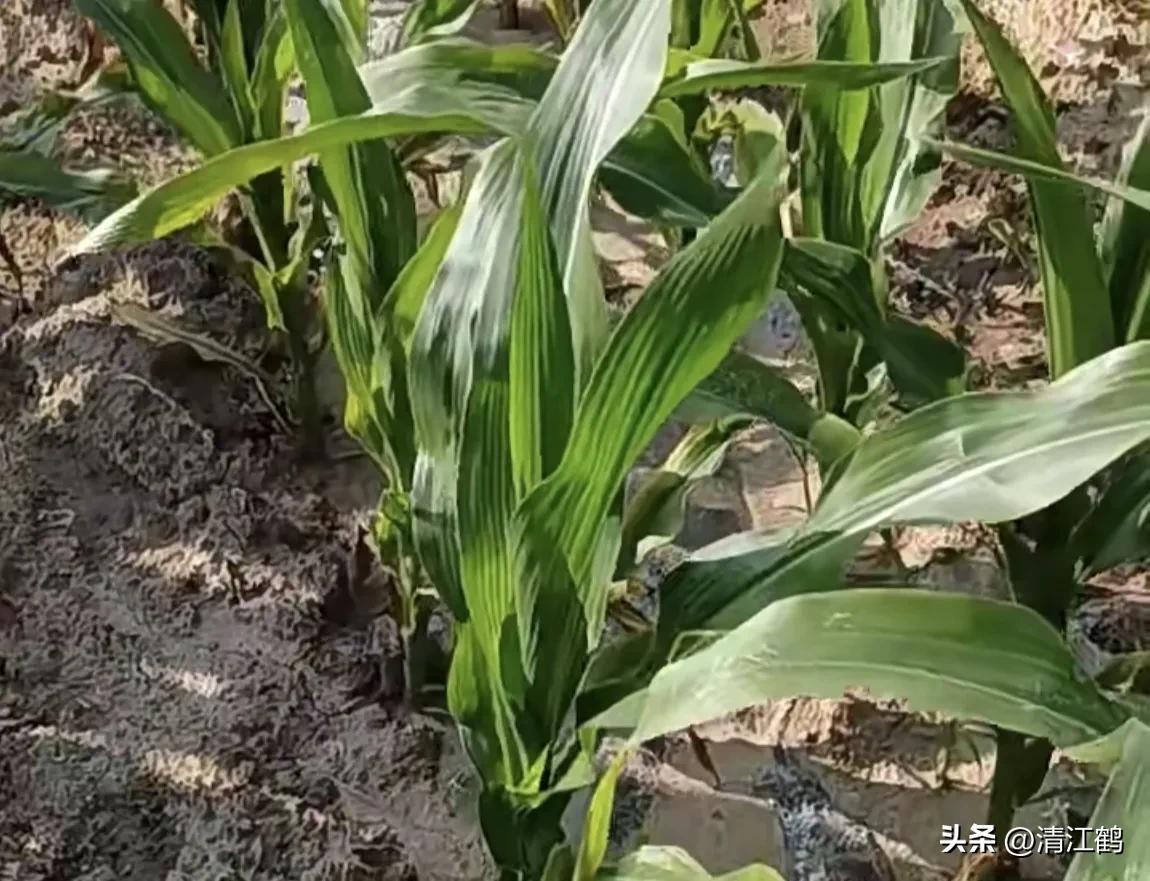 玉米除草剂药害最佳补救方法,玉米24d丁酯除草药害图片