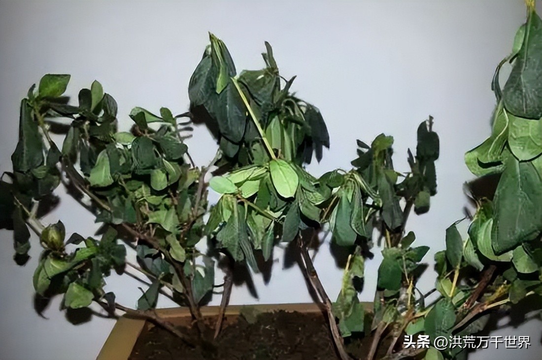 杜鹃花换盆后花蔫了咋补救,杜鹃花突然花全部蔫了是什么原因