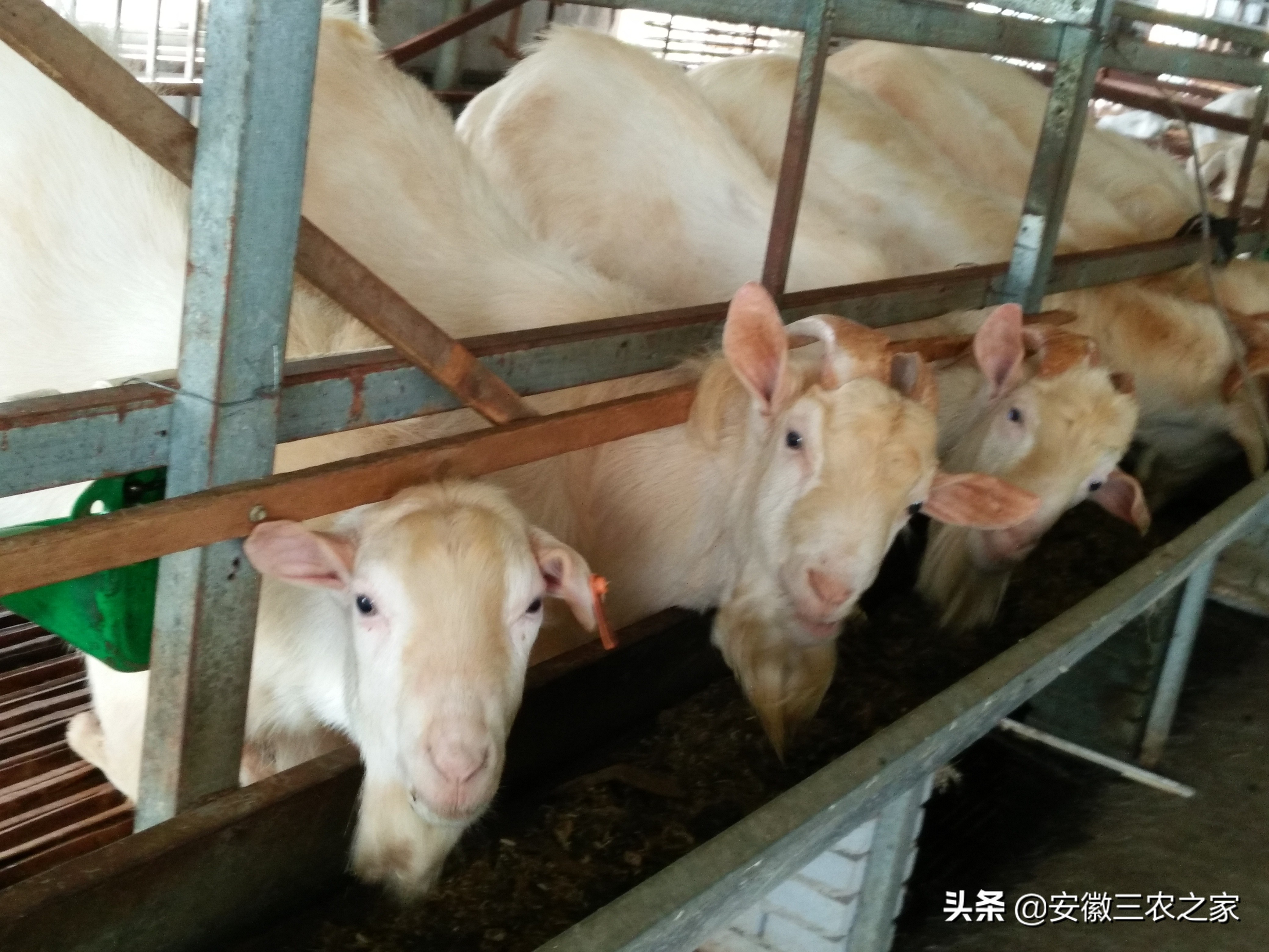 大学生创业养羊利润100万,大学生利用空余时间赚800万