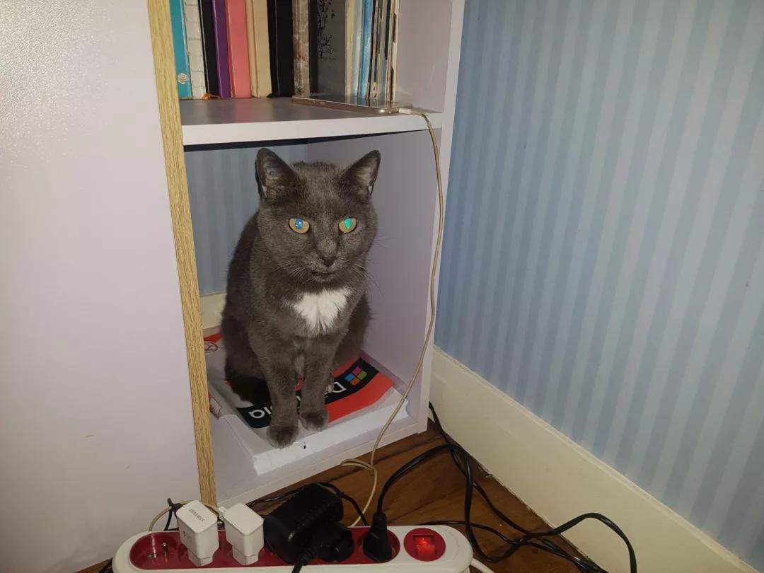 猫=图灵机?4项测试证明,「猫猫计算机」可执行任意计算