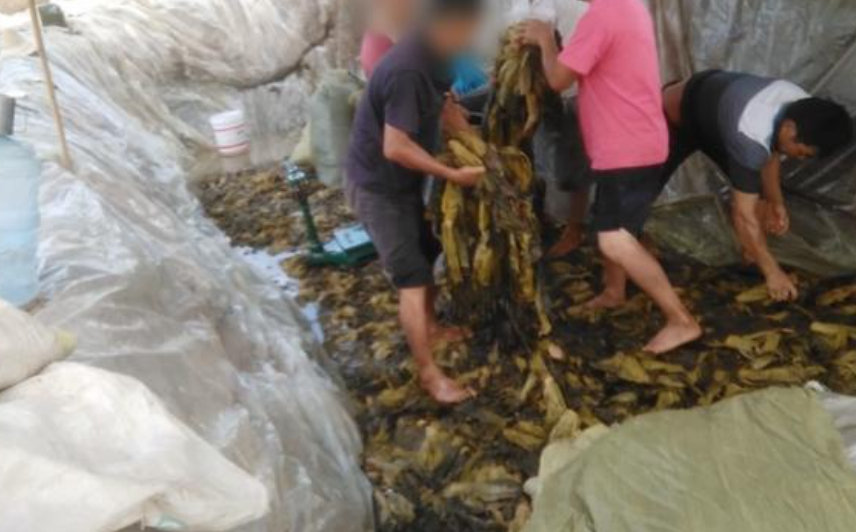 土坑酸菜现状如何处理,酸菜被曝光用土坑腌制