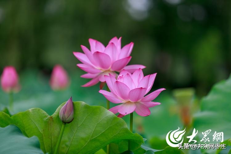 滕州滨湖荷花,滕州红荷湿地荷花开了吗