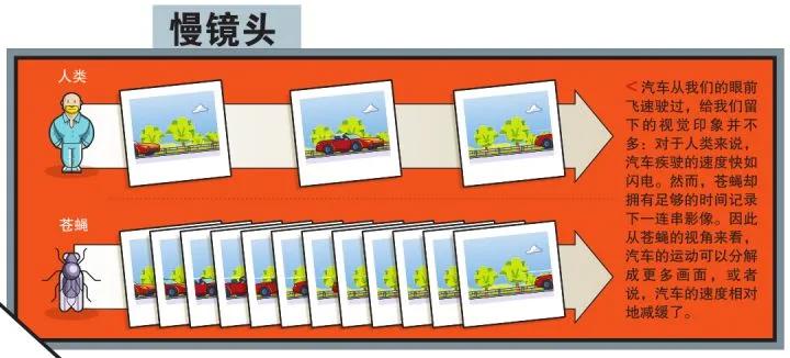 为何用手很难拍死苍蝇,教你如何拍死一只苍蝇