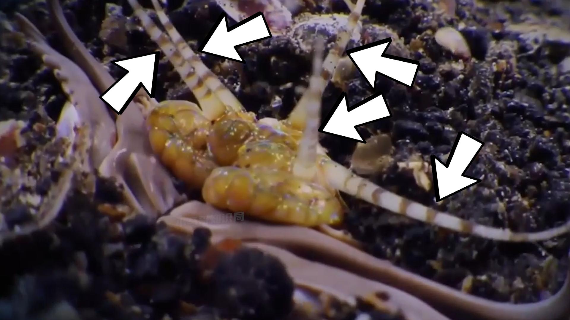 博比特虫遭遇人类袭击,巨型博比特虫