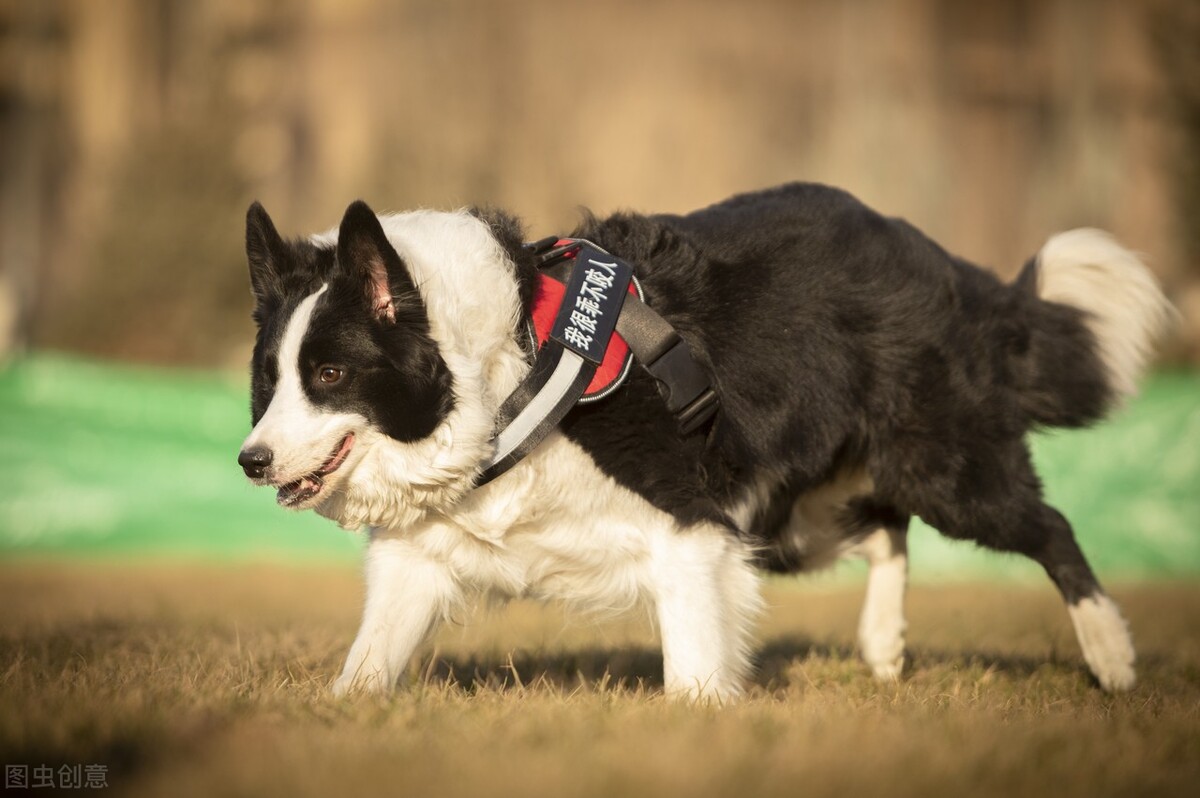 教狗狗定点便便就哼哼,怎么让狗狗拉便便