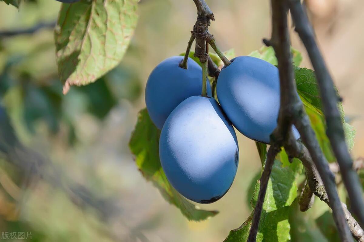 夏天的水果李子,夏天有好吃的李子