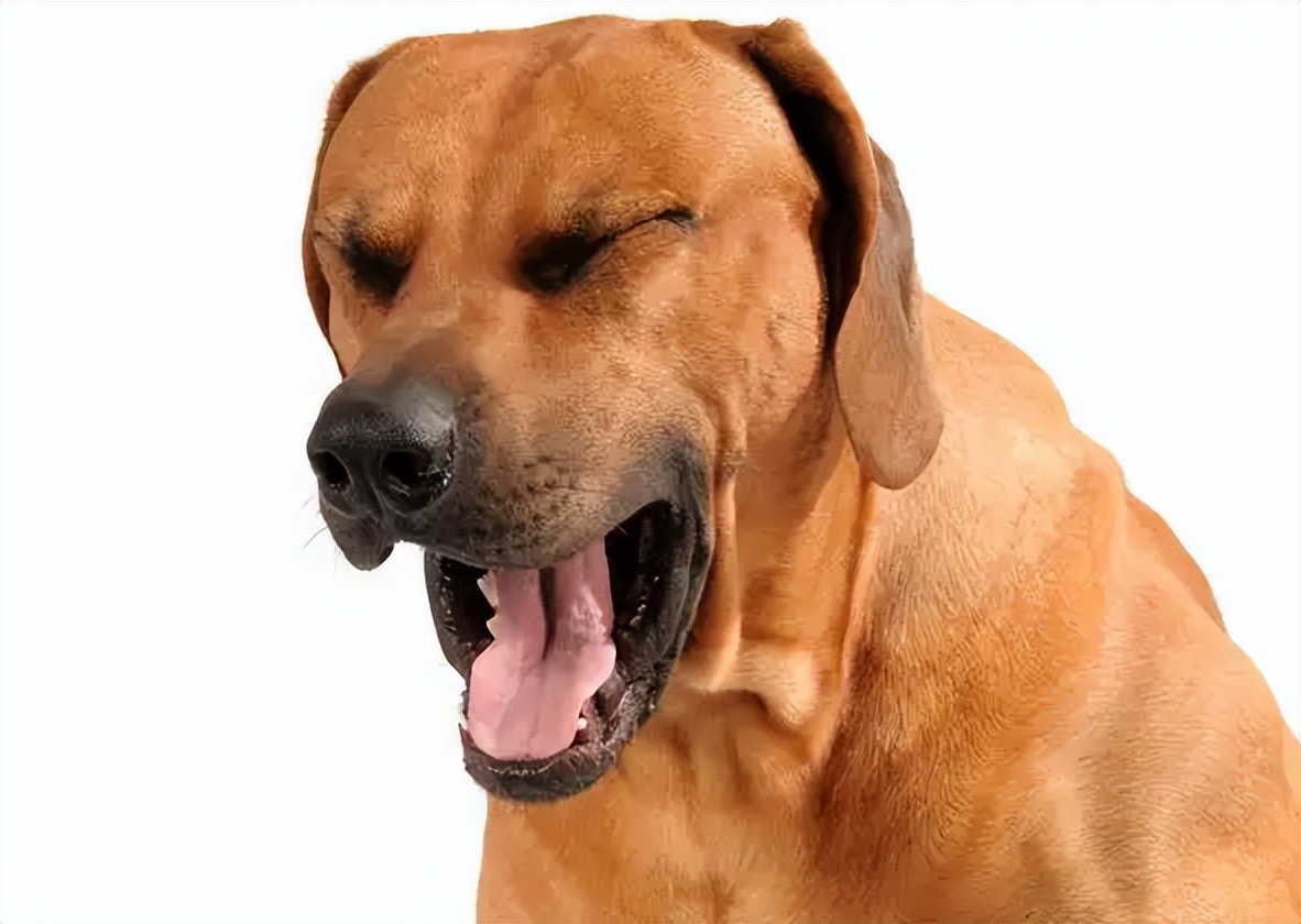 狗狗咳嗽很严重一直咳不停怎么办,养宠经验猫咪感冒打喷嚏怎么办