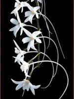 十种最有名的兰花图片,最美的100种兰花图片