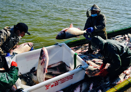 十年禁渔看长江鱼群物种更多样,长江禁渔仅两年就鱼群翻涌