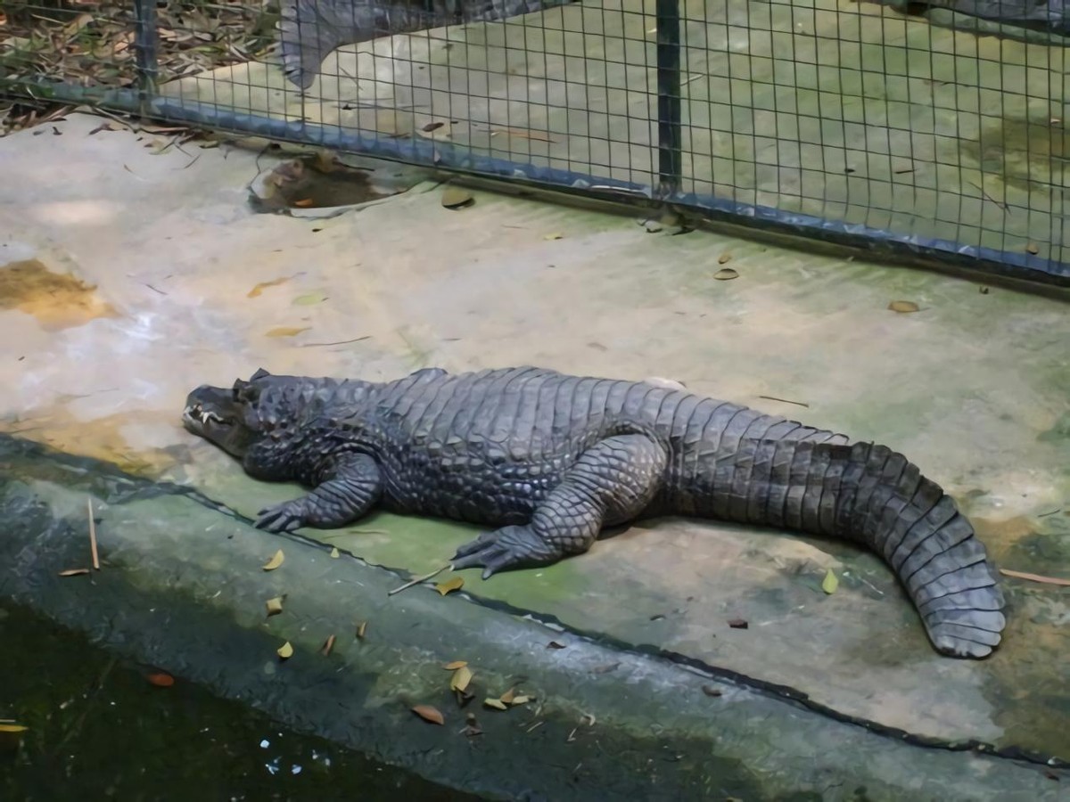 养鳄鱼差点被咬到,养殖鳄鱼长大了会咬主人吗