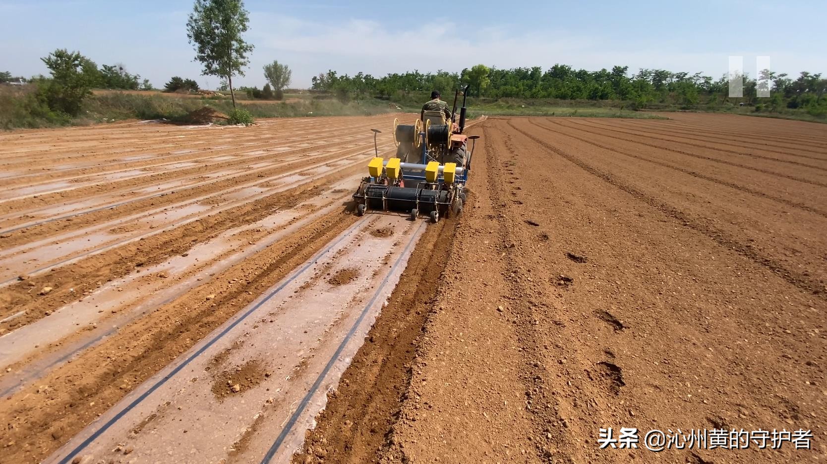 最美职工化身谷子田里“新农人”--公司超千亩连片基地春播掠影