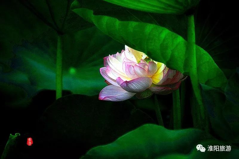 淮阳龙湖赏荷花的季节,淮阳观赏荷花的地方在哪里