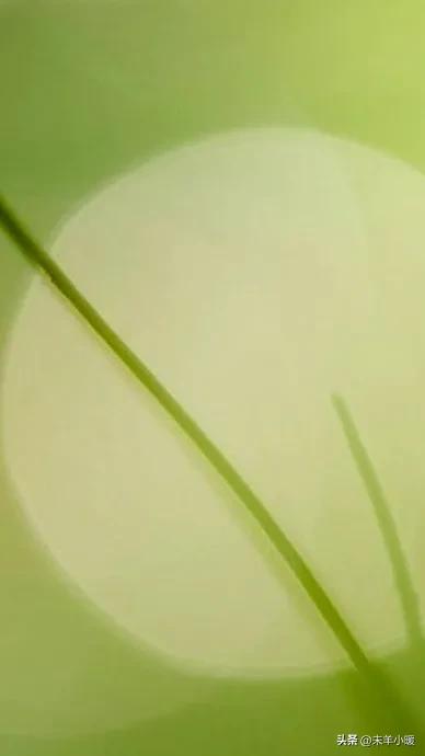 最美的手机壁纸大全,养眼养心的壁纸