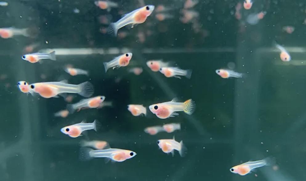 孔雀鱼的幼鱼饲养方法视频,如何饲养热带鱼孔雀鱼幼鱼