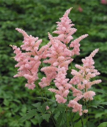 落新妇是种球植物吗,落新妇是多年生植物吗