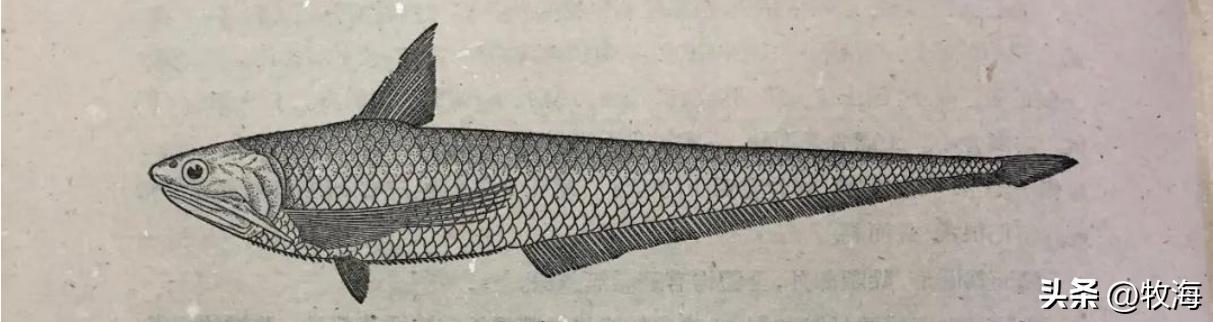 宜昌水位下降，大量刁子鱼搁浅岸边，长江护渔：标志性鱼群出现