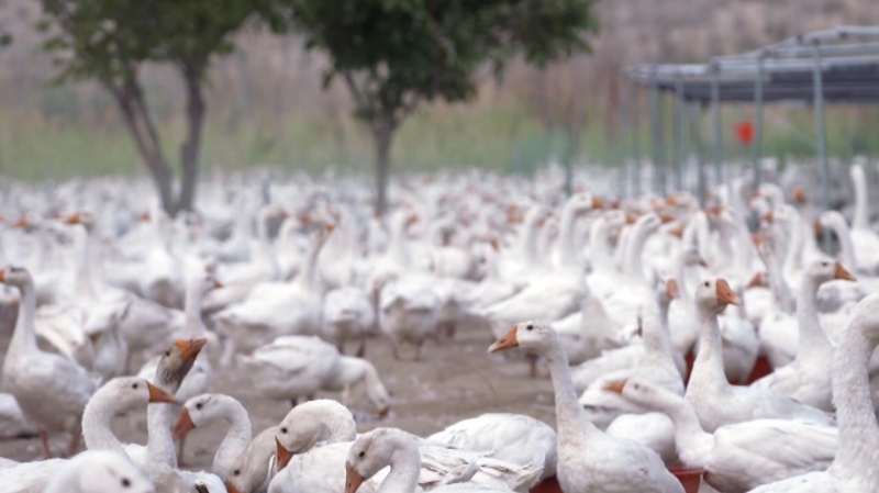 新疆高质量发展口岸经济带的思路,新疆加快建设战略性新兴产业集群