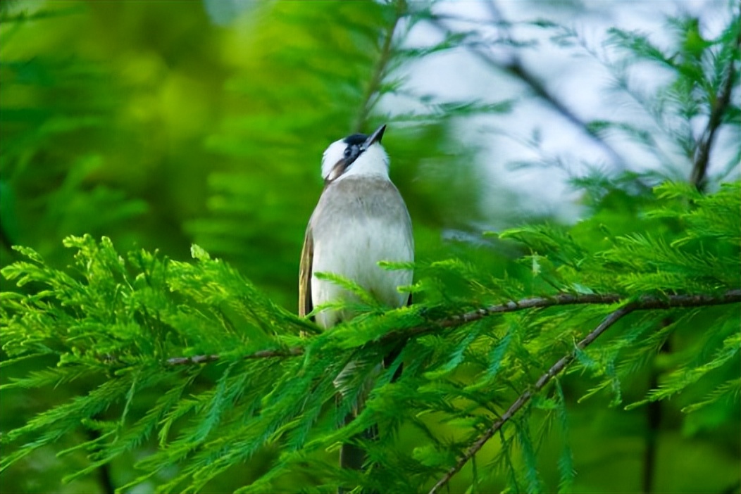 坪山金龟生态艺术小镇,坪山全域自然博物步道