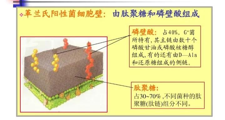 怎么区分革兰阳性菌和革兰阴性菌,革兰阴性和革兰阳性的染色区别