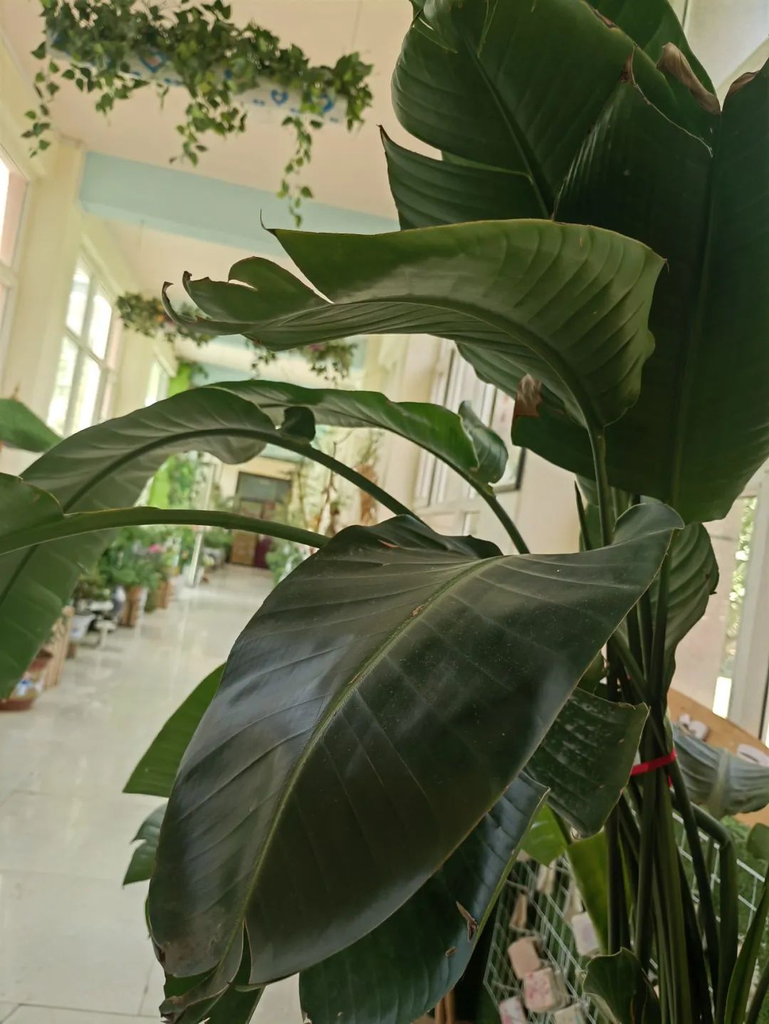 倾听儿童相伴成长主题墙幼儿园,倾听儿童相伴成长幼儿园小班视频