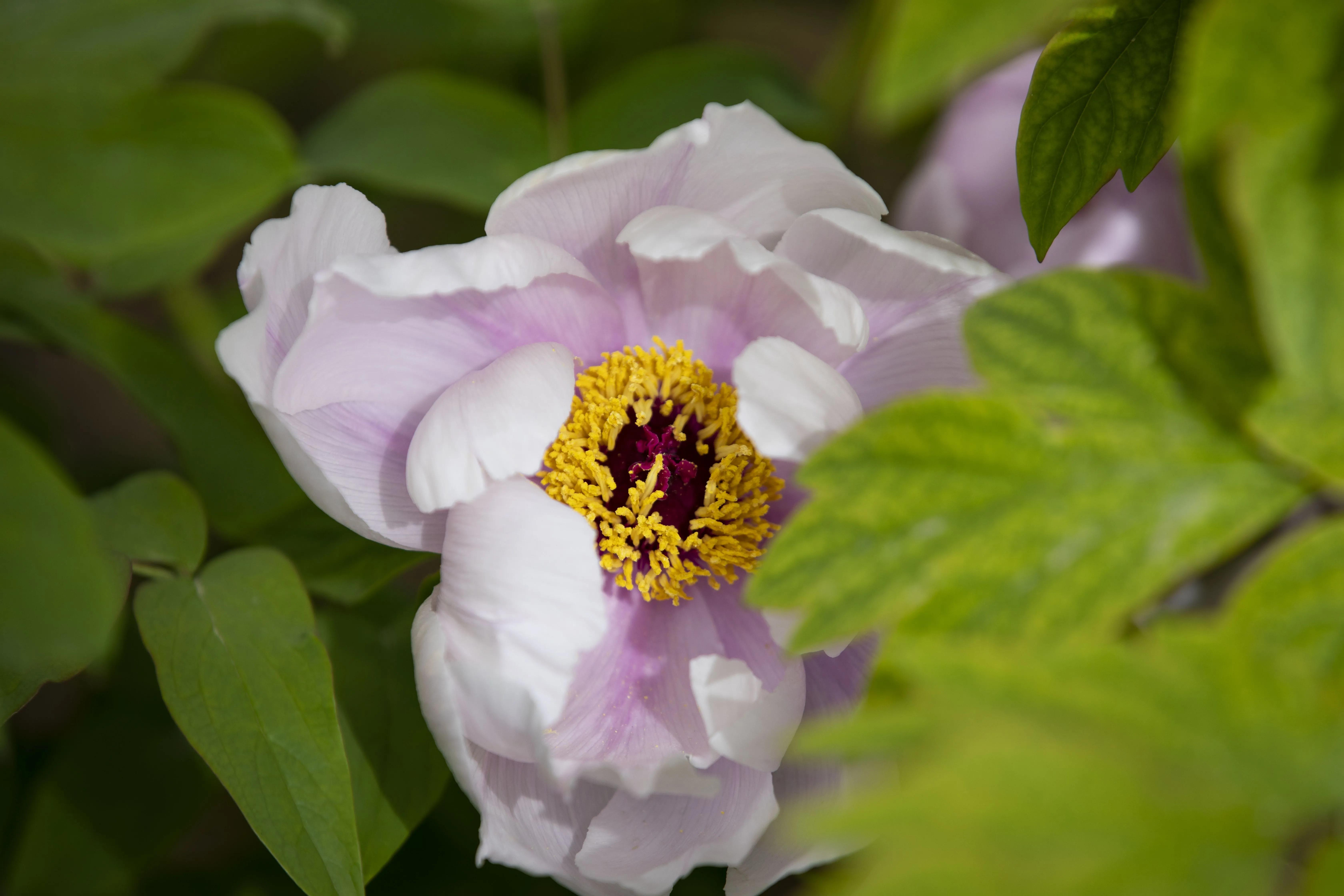 牡丹花开得雍容华贵芳香四溢,牡丹花开雍容华贵视频