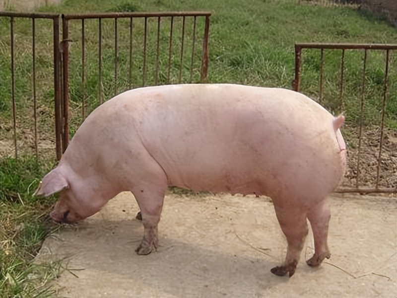 母猪产后没奶水有哪些方法可以催,母猪产后奶水不足土方法催奶