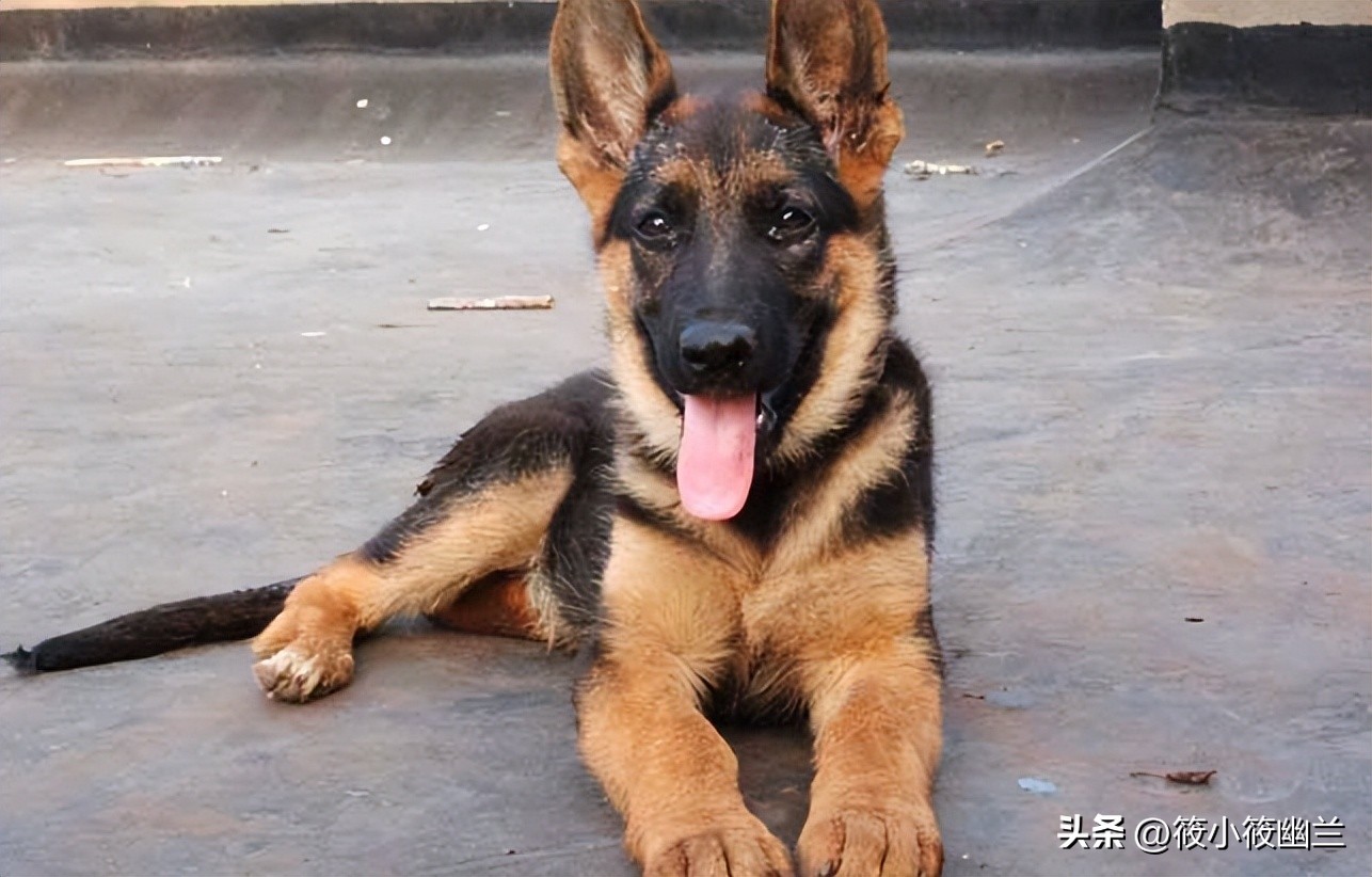 神奇狗狗小七,狗狗不咬从未见过的家人