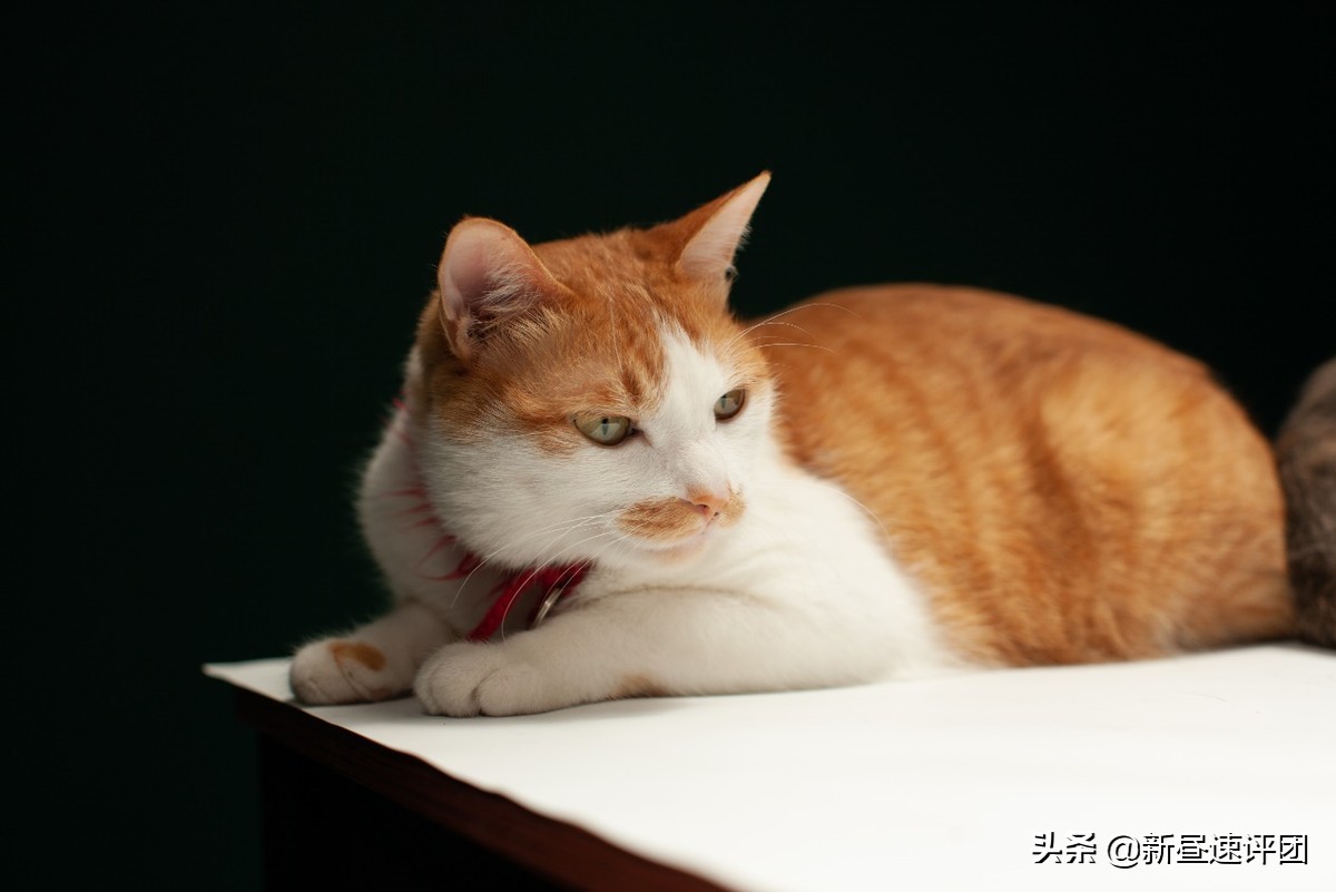 佳能ef501.8stm近摄评测,佳能ef500f4.5镜头还值得买吗