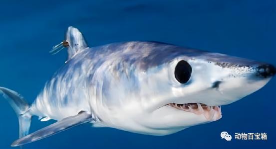 生吞大白鲨的虎鲸,大白鲨的力量有多强