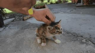 猫咪身上有个神奇的开关,猫咪身上的神秘开关