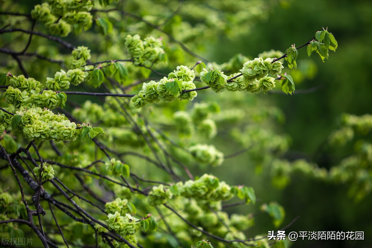 院子种什么花最好风水最旺,院子适合种什么树或花风水好