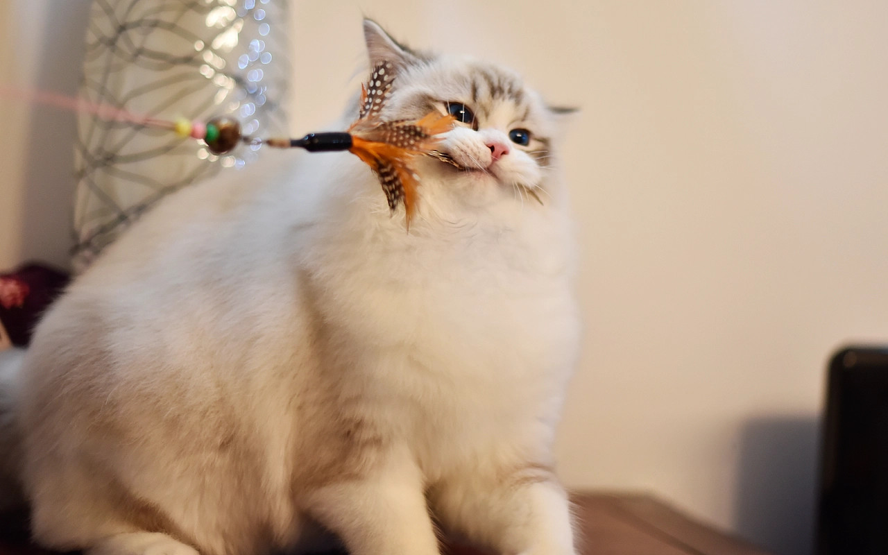 宠物店回收猫咪多少钱一只,宠物店猫咪多少钱一只广东肇庆