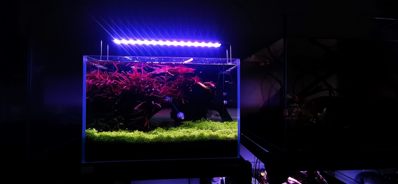 羽裂水蓑衣饲养温度,羽裂蓑衣好养吗